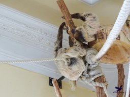 Tiergarten Schönbrunn am 20.10.2025